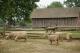 Sheep At Holmdel Park, Longstreet Farm