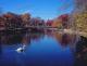 Spring Lake Footbridge And Swan, In Autumn