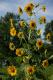Sunflowers, Barclay Farmstead
