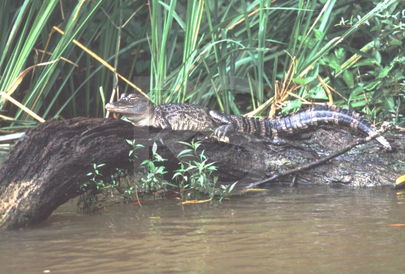 Honey Island Swap, Aligator