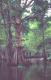 Honey Island Swamp, Cypress Trees