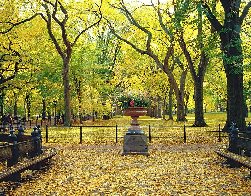 the mall central park nyc. Central Park Mall In Autumn