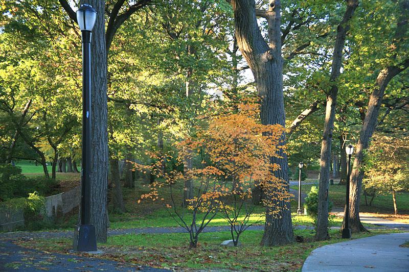 Forest Park