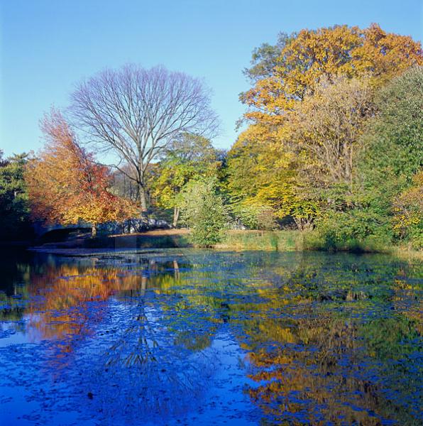 The Lullwater and Autumn Tree Reflections, Prospect Park