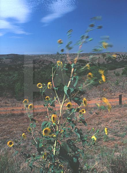 Sunflowers Blowing In The Wind