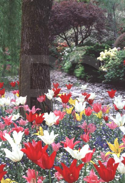 Buchart Gardens