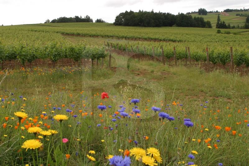 Vinyards #1, Sokol Blosser Winery
