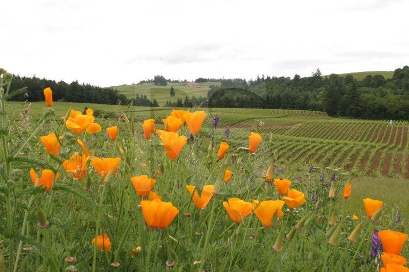 Vinyards #2, Sokol Blosser Winery