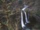 Triple Falls