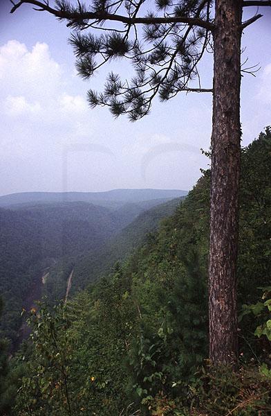 Grand Canyon Of Pennsylvania