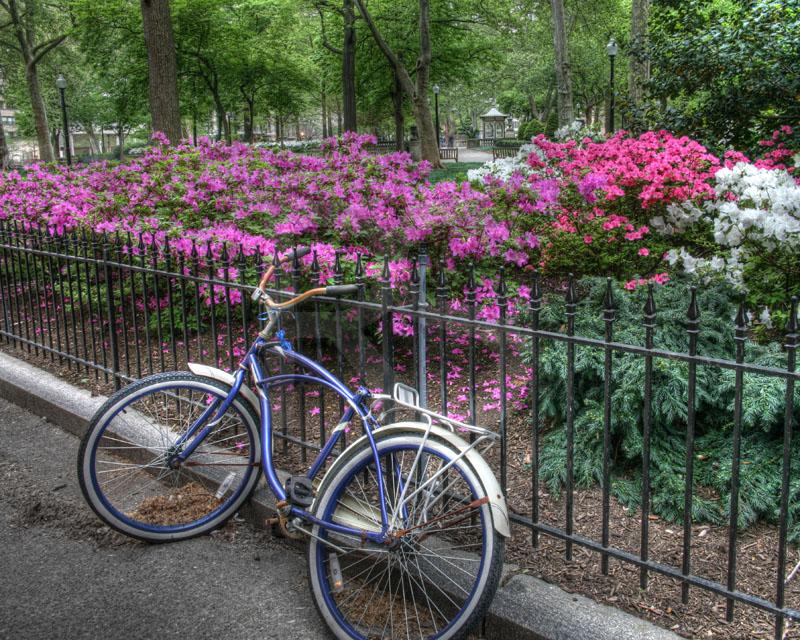 Azaleas And Bicycle, Rittenhouse Square
