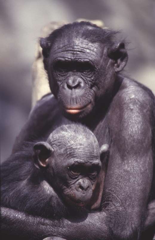San Diego Zoo, Primates