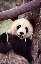 San Diego Zoo, Panda