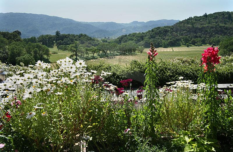 Joseph Phelps Winery Vinyards, Napa Valley