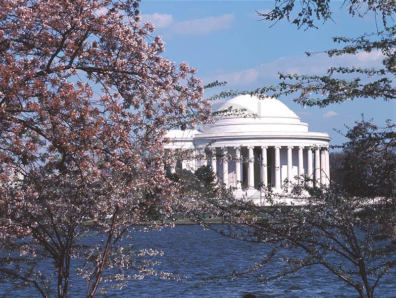 Jefferson Memorial And Cherry Blossoms 1
