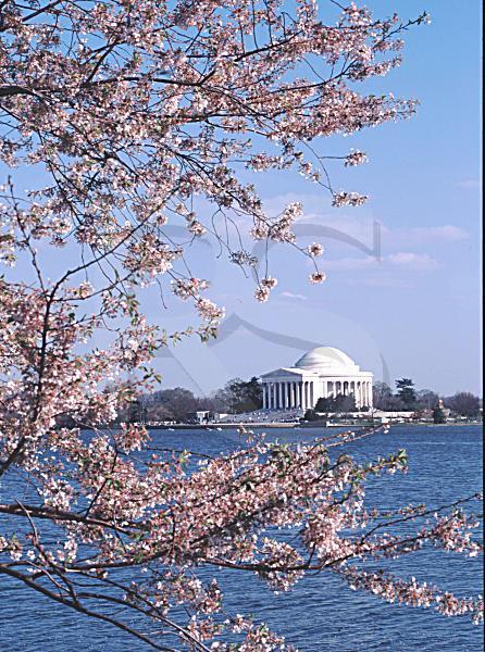 Jefferson Memorial And Cherry Blossoms 2