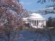 Jefferson Memorial And Cherry Blossoms 1