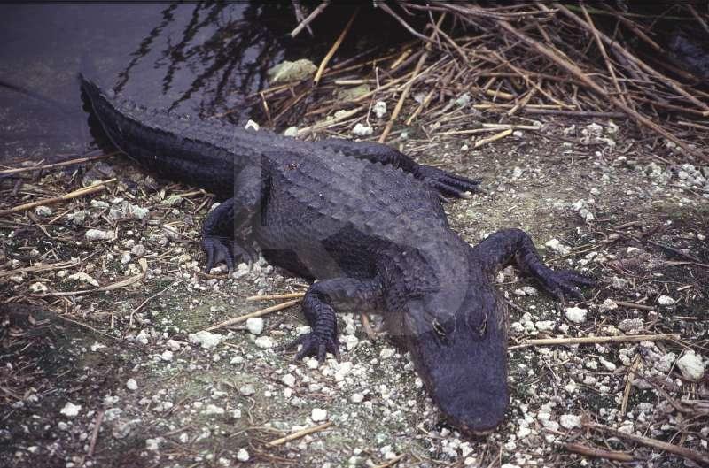 Alligator