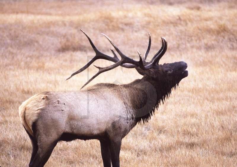 Elk
