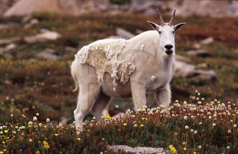 Mountain Goat