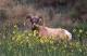 Bighorn Sheep