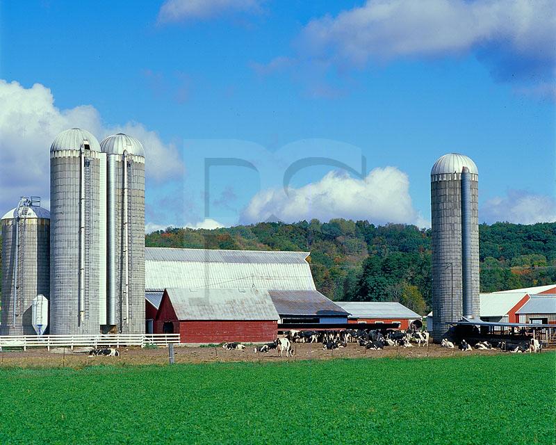 Dairy Farm